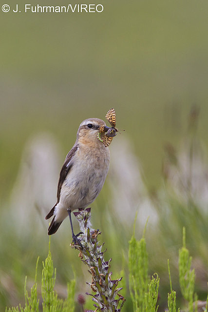 Northern Wheatear f20-9-463.jpg